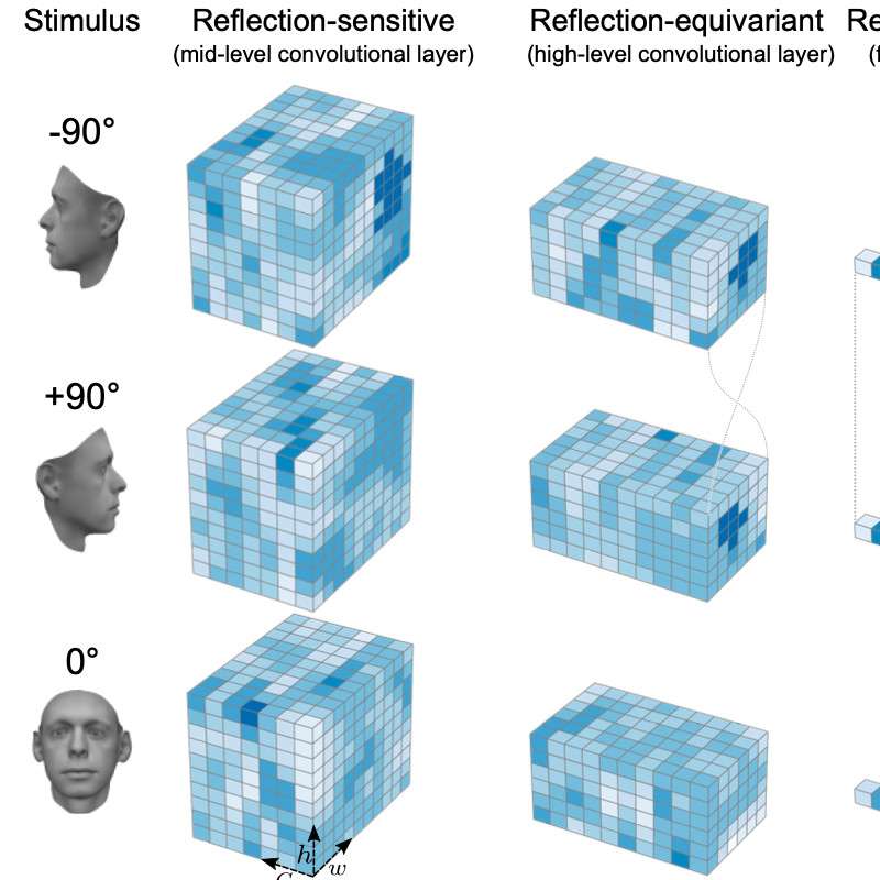Emergence of brain-like mirror-symmetric viewpoint tuning in convolutional neural networks
