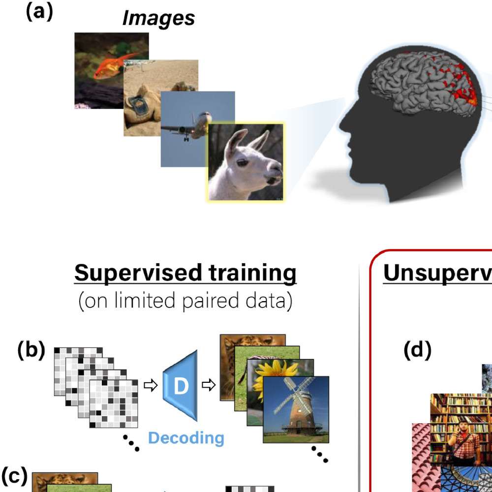 Self-supervised Natural Image Reconstruction and Large-scale Semantic Classification from Brain Activity